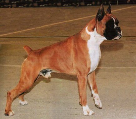 Tenor de Loermo